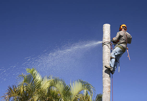 How Our Tree Care Process Works  in  Timberlake, VA